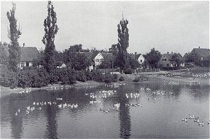 die Rosswette um 1950